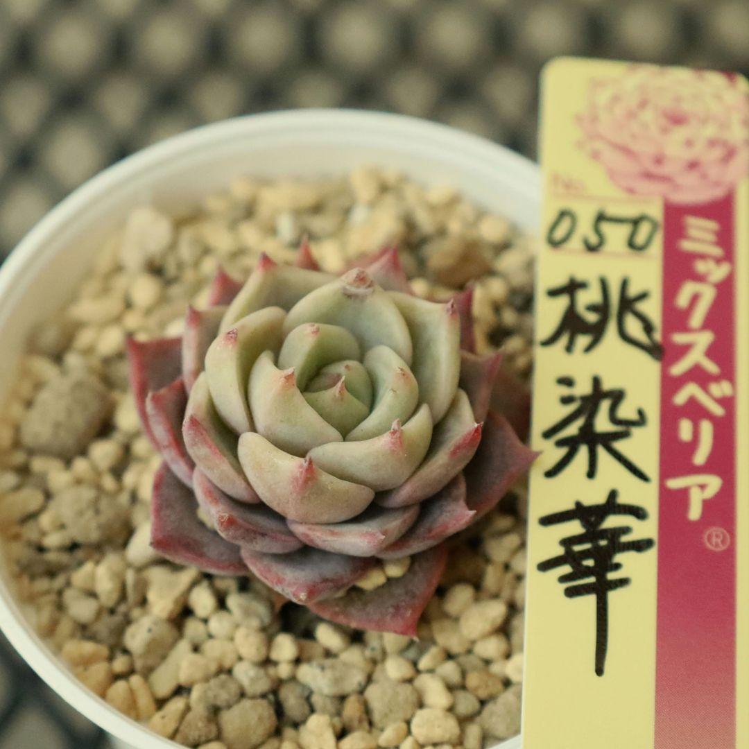 【おらいさん苗 】そわそわ、白玉美尼ほか10苗セット（多肉植物）