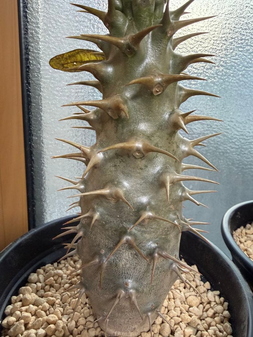 【極太】パキポディウム　アンボンゲンセ