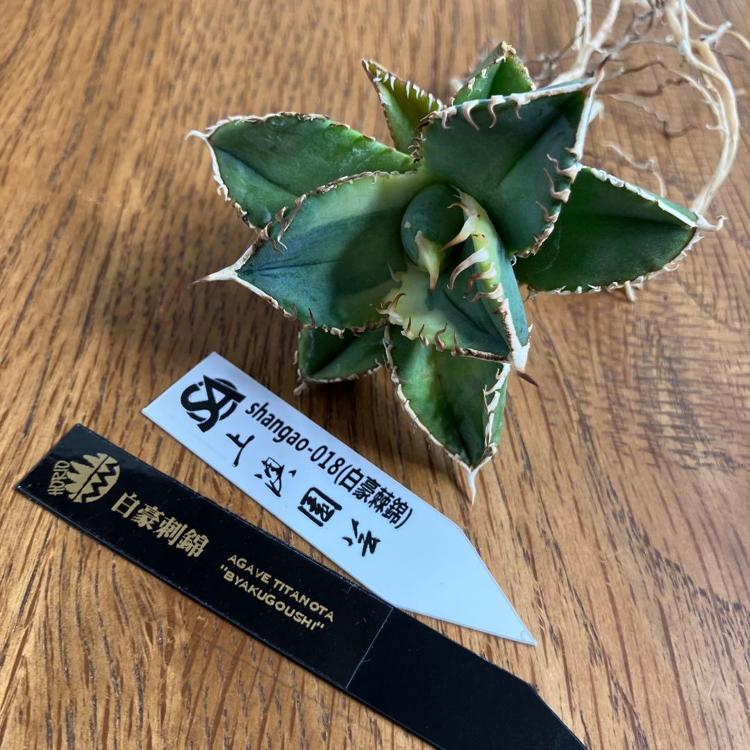 赤*バ様 【初売りオークション】107 根付き　美株　アガベ　白豪刺錦　TC 覆