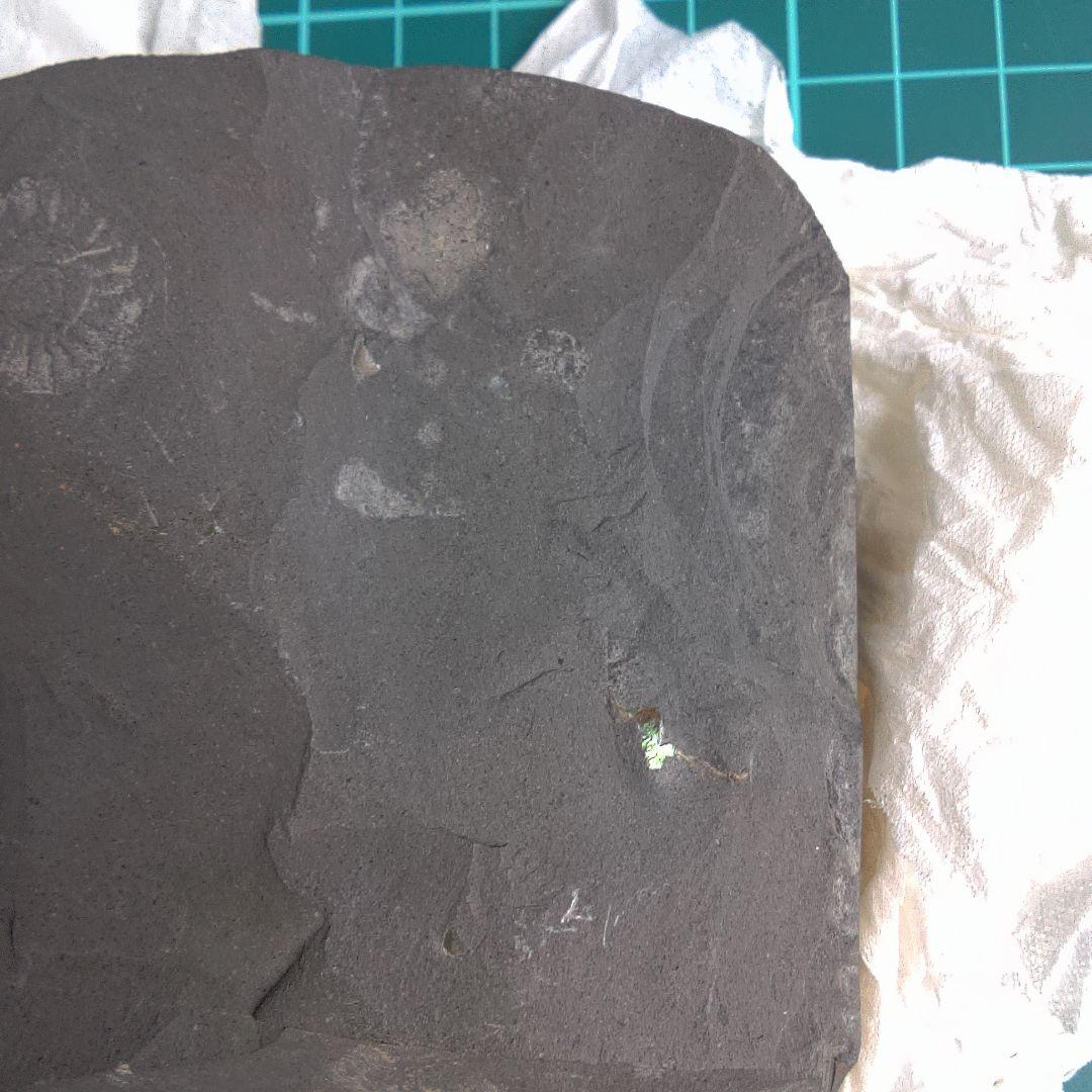 小物１ Caloceras Johnstoni 化石 ジュラ紀