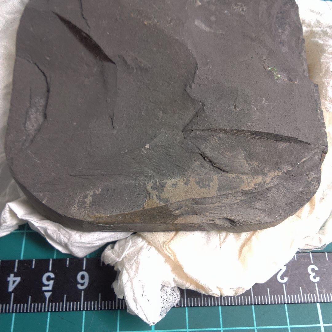 小物１ Caloceras Johnstoni 化石 ジュラ紀