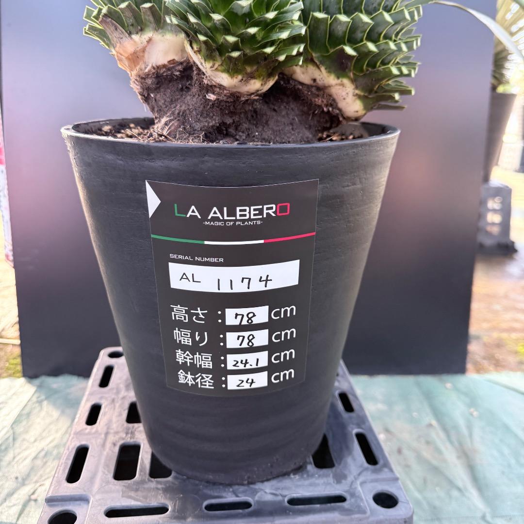 【AL1174】ユッカ　ロストラータ　トリプルヘッド