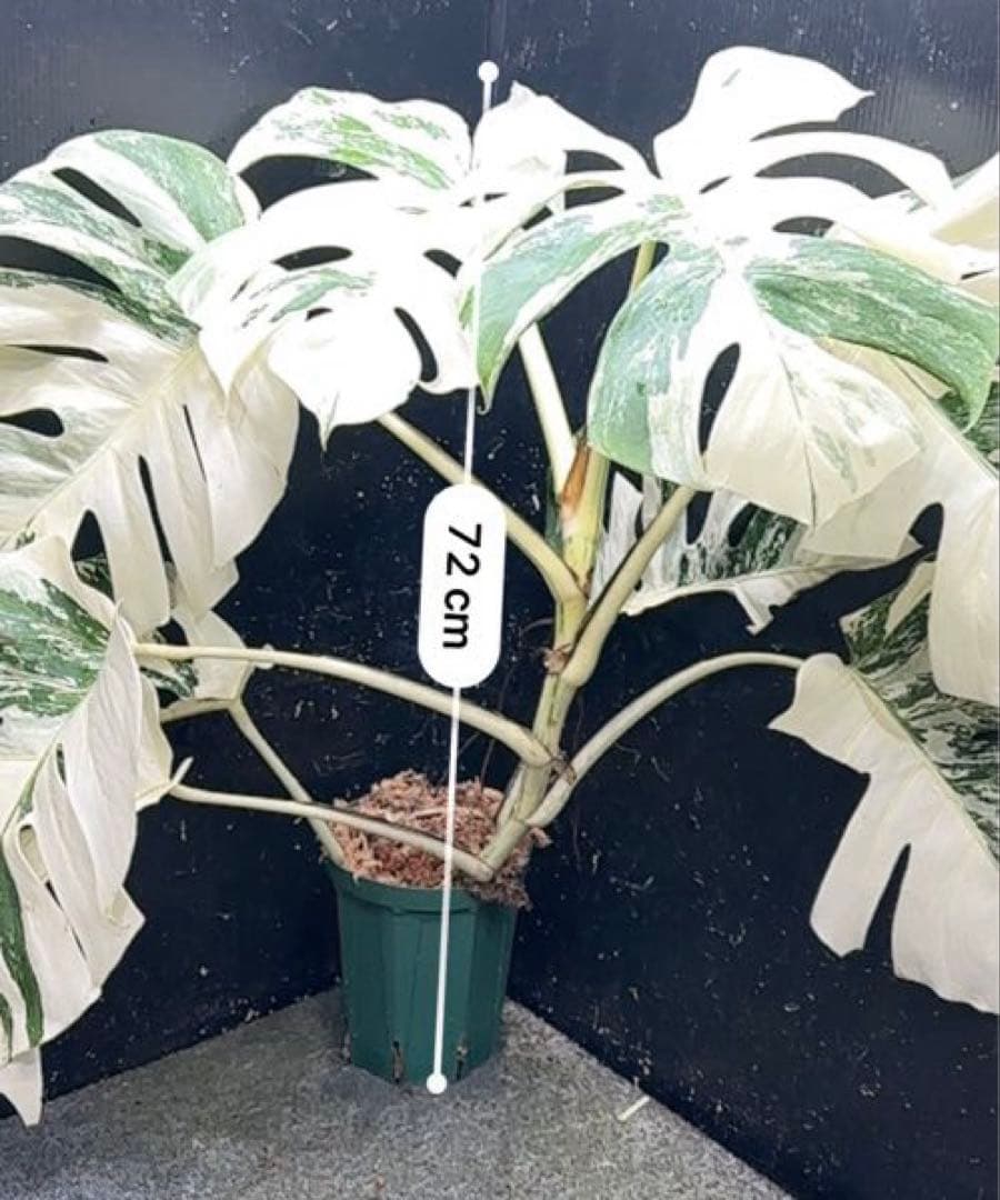 a*i様 様 斑入りモンステラ ホワイトタイガー極美大株72cm白斑多