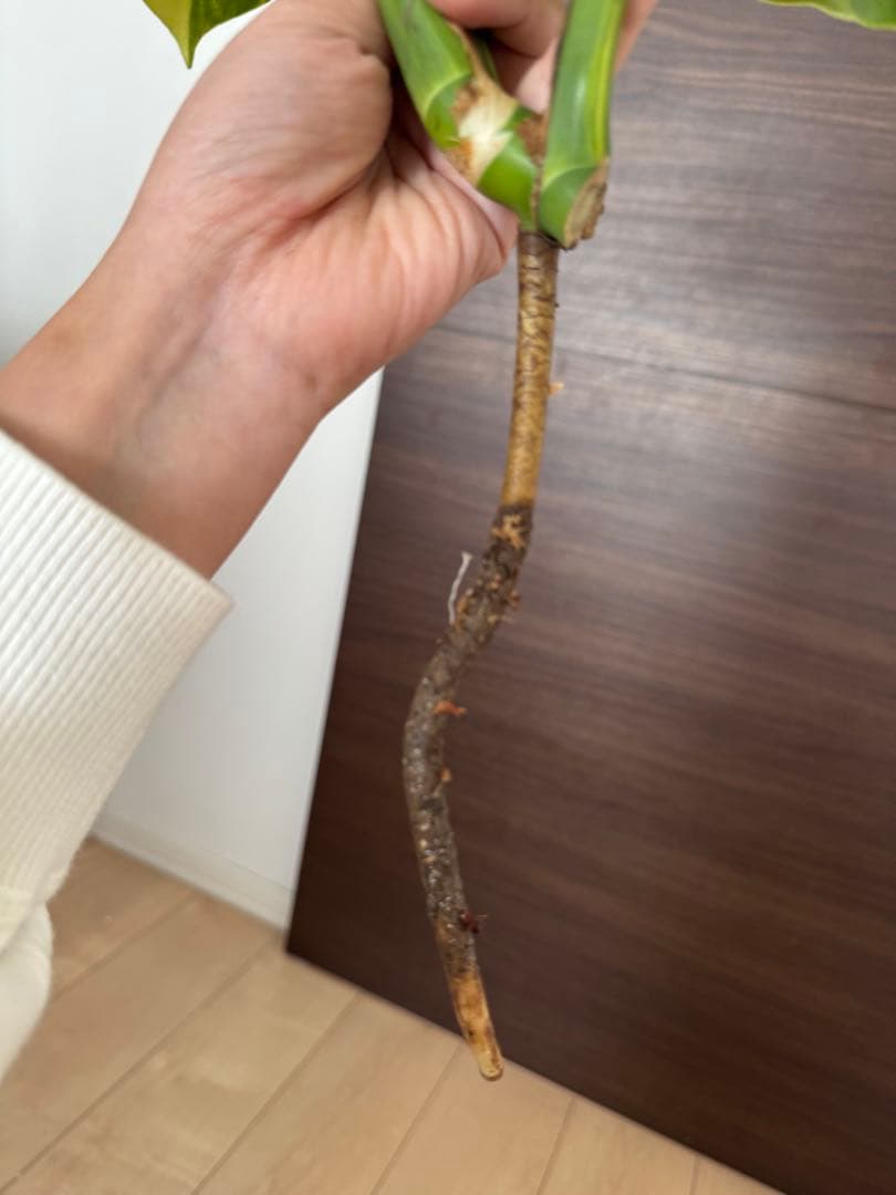 【超希少】モンステラ デリシオーサ イエローマリリン 4葉付き大株　発根済み