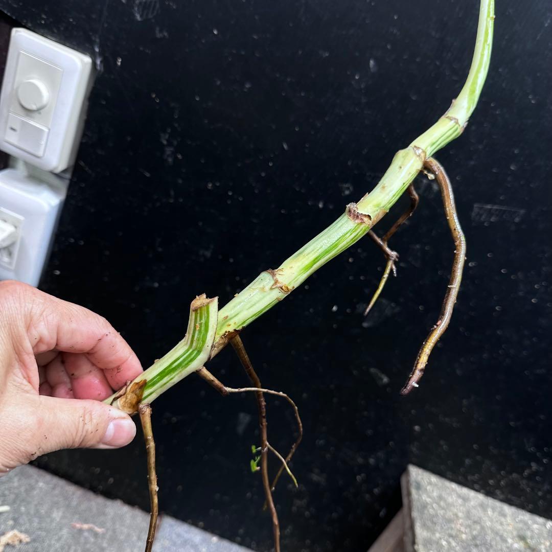 D*e様 斑入りモンステラホワイトタイガー大茎4株おまとめ