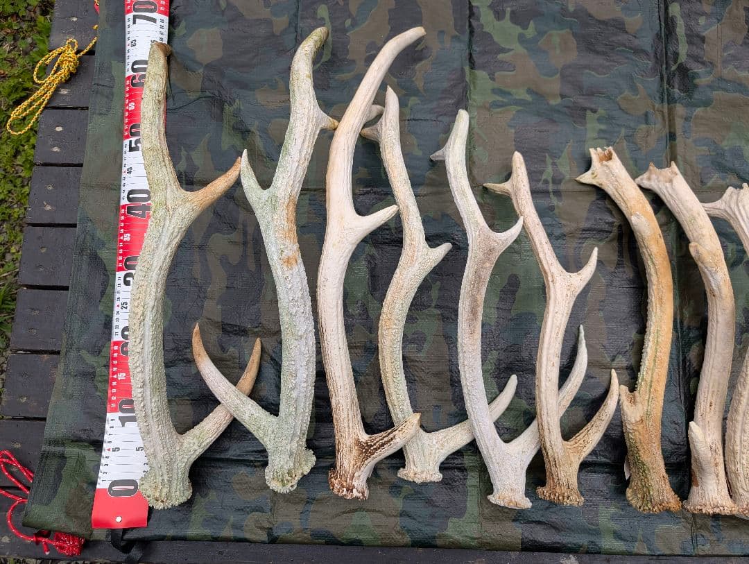 蝦夷鹿の落ち角「※29本セット」