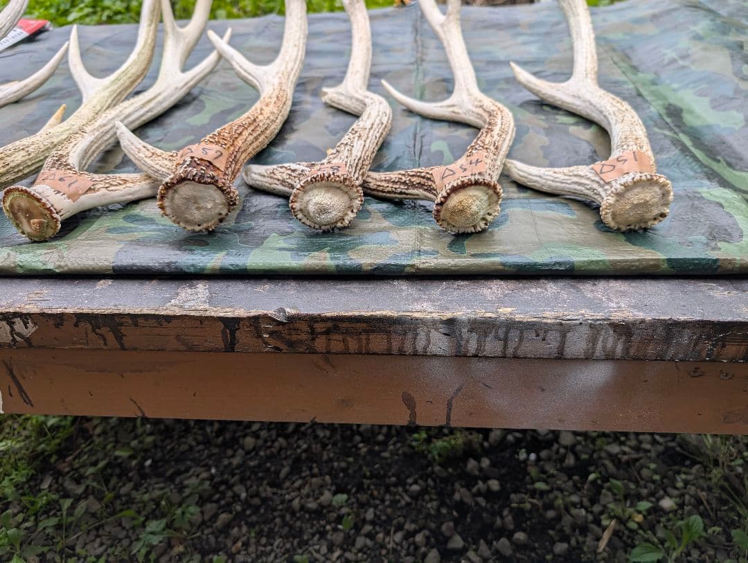 蝦夷鹿の落ち角「※29本セット」