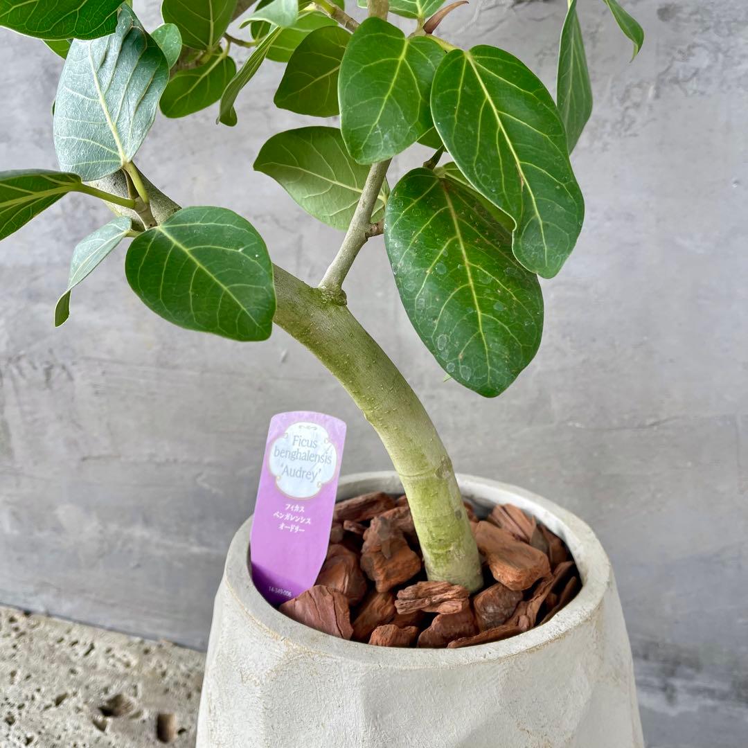 最高級樹形　大型　フィカス　ベンガレンシス　オードリー　陶器鉢　植え込み発送