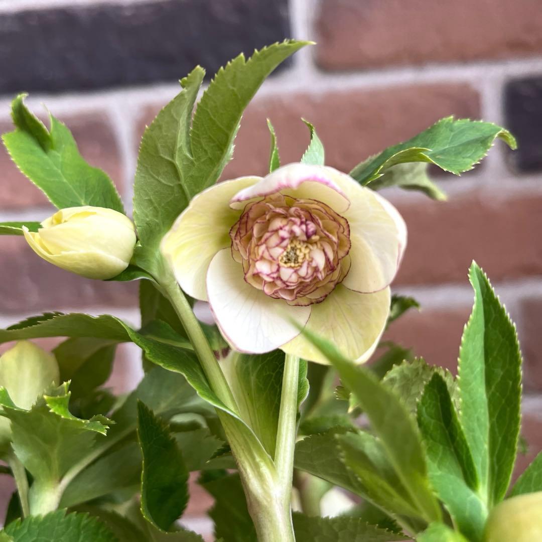 加藤農園　クリスマスローズ　セミダブル