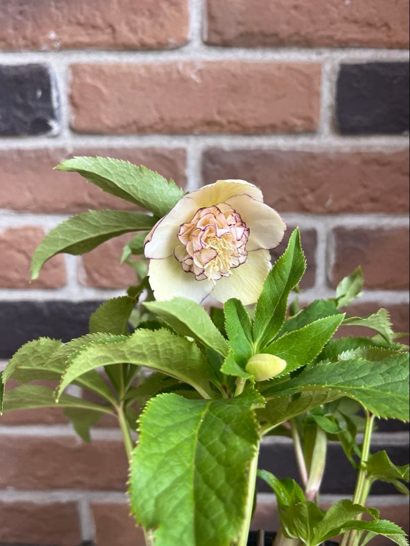 加藤農園　クリスマスローズ　セミダブル