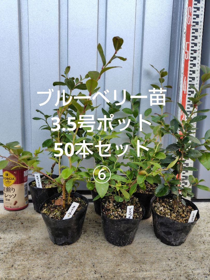 ブルーベリー苗3.5号ポット50本セット⑥