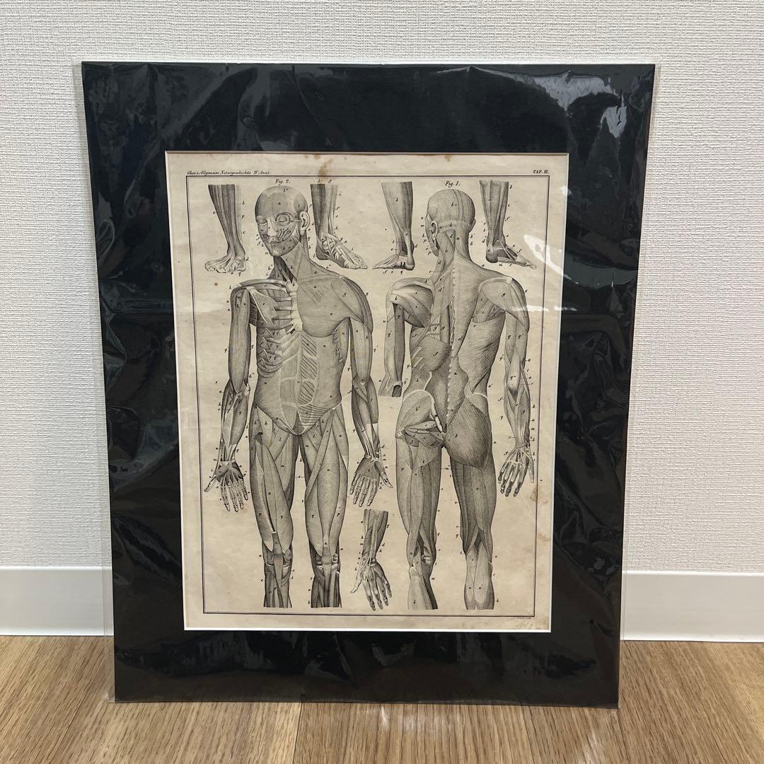 アンティーク解剖図 大判アート作品