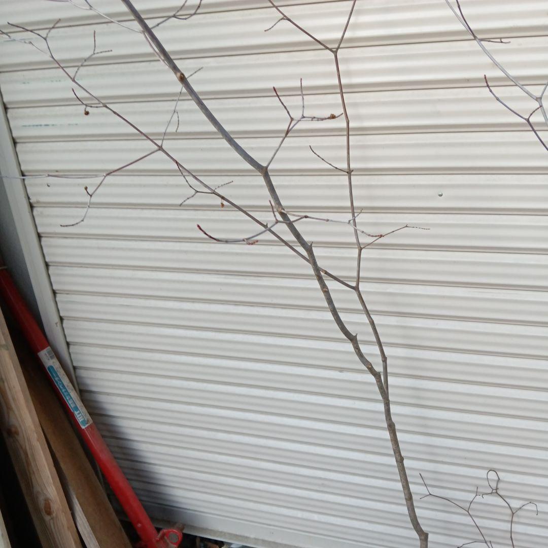 コハウチワカエデ　山採り