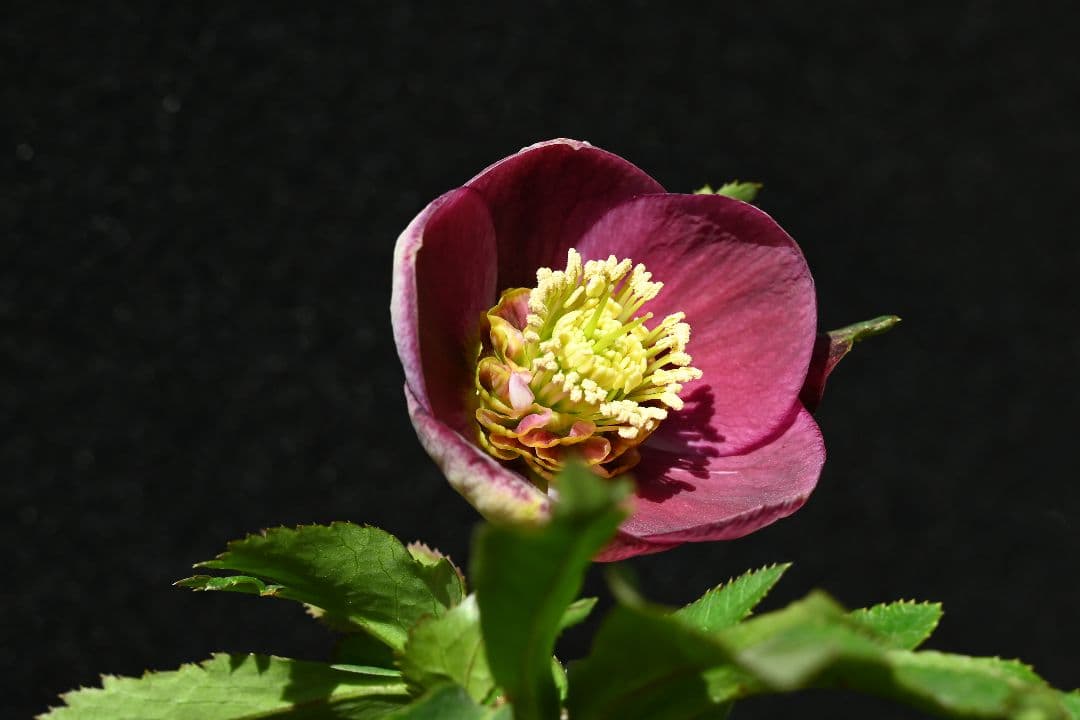 クリスマスローズ　sdレッドリバーシブル　ソフトカップ咲き加藤農園