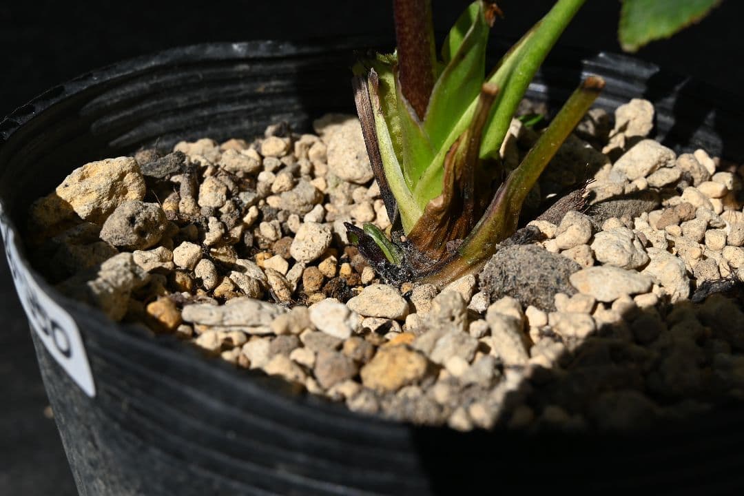 クリスマスローズ　sdレッドリバーシブル　ソフトカップ咲き加藤農園