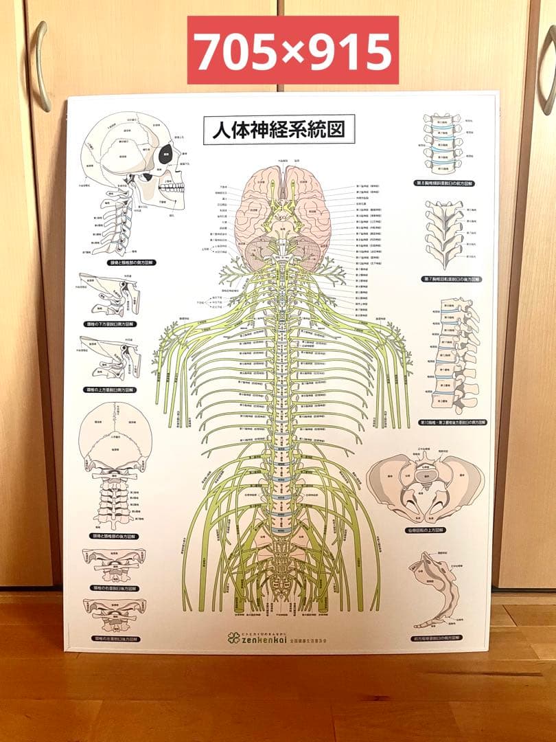 自律神経系統図　人体神経系統図　おまけ付き
