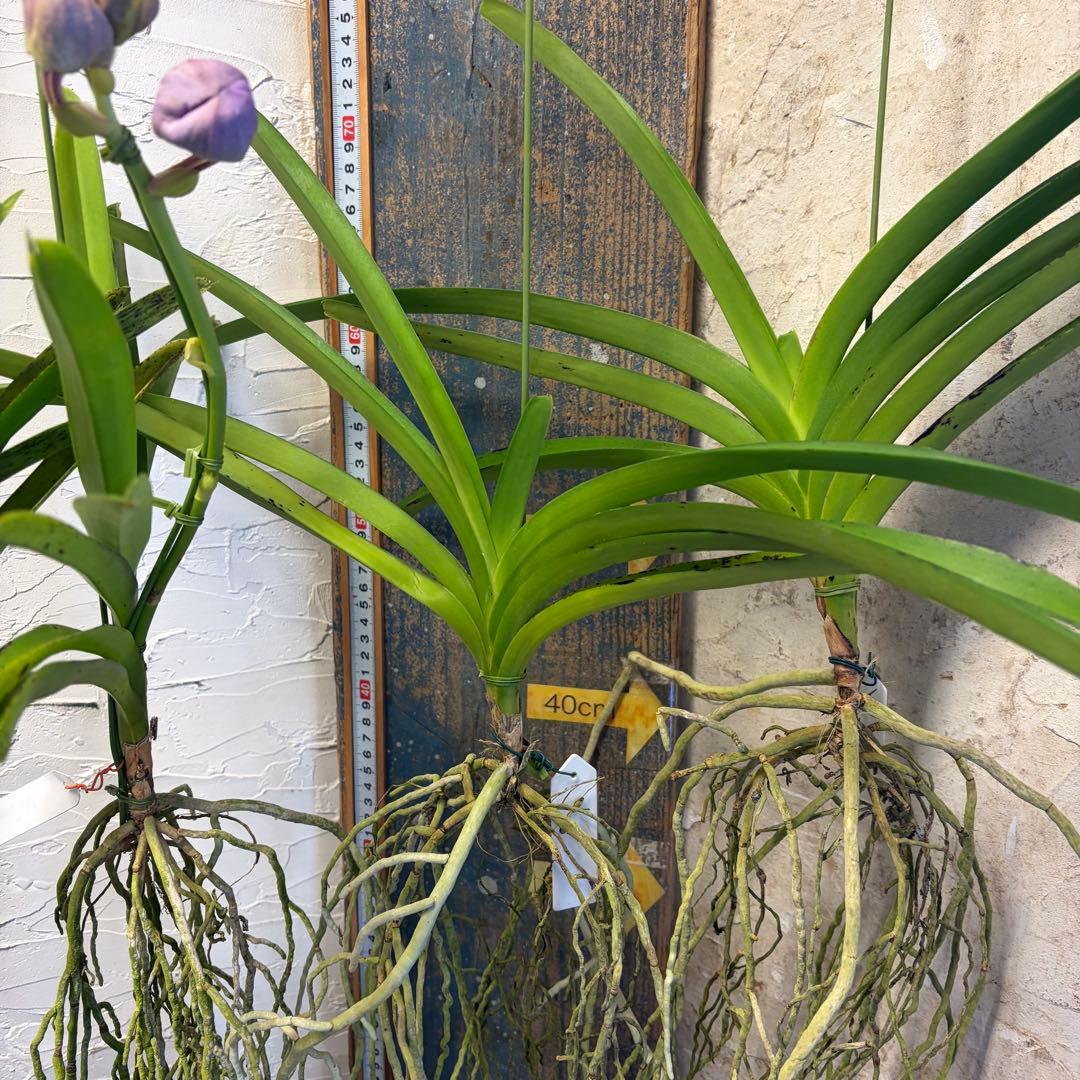 【特選】　洋蘭　バンダ　2種4株　ハンギング