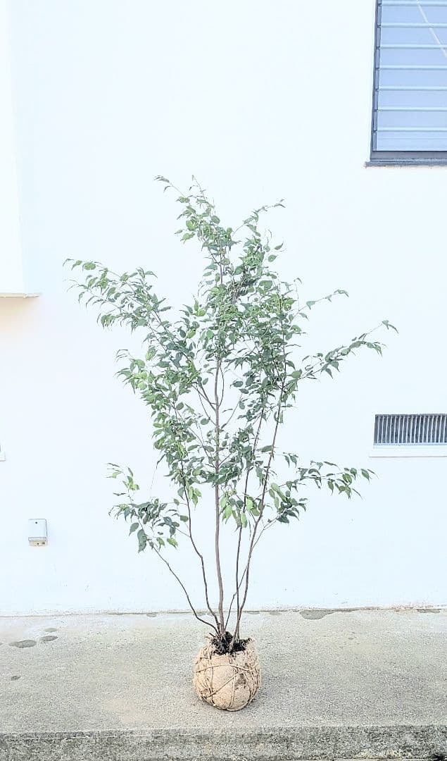 山採りハイノキ株。