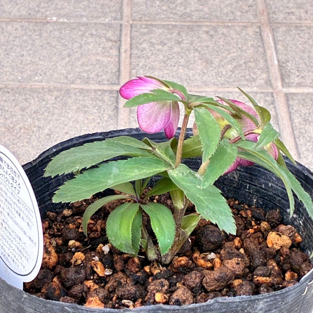 も*子様 3424☘️花、タグ付☘️ベビードール⭐️超小輪⭐️繊細フラッシュ⭐️