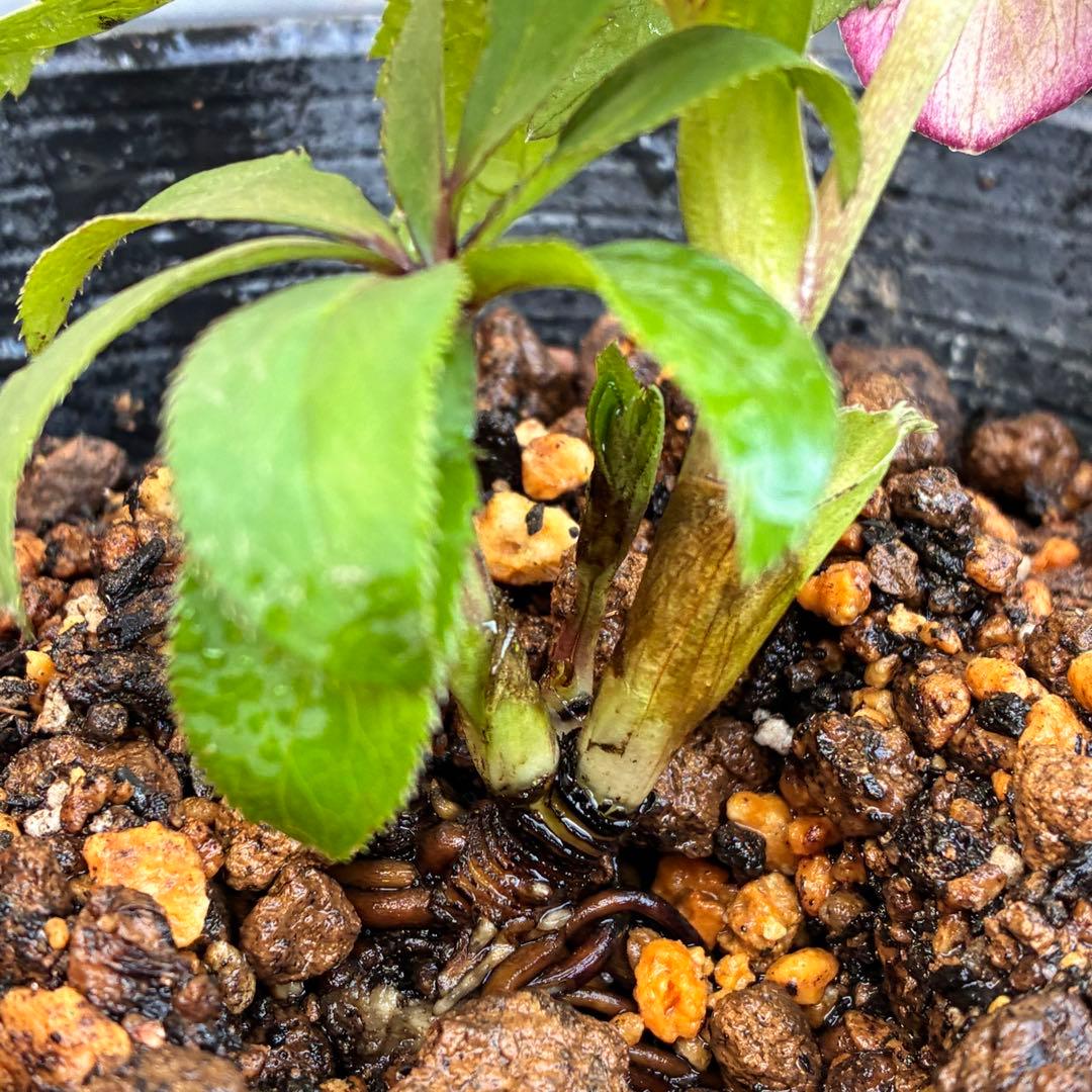 も*子様 3424☘️花、タグ付☘️ベビードール⭐️超小輪⭐️繊細フラッシュ⭐️