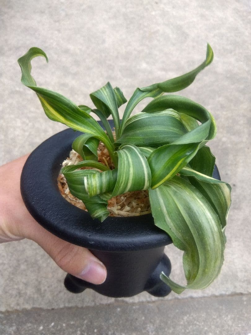 pao.　万年青　おもと　獅子　縞斑　4号陶器鉢つき　3株群生❗　ら