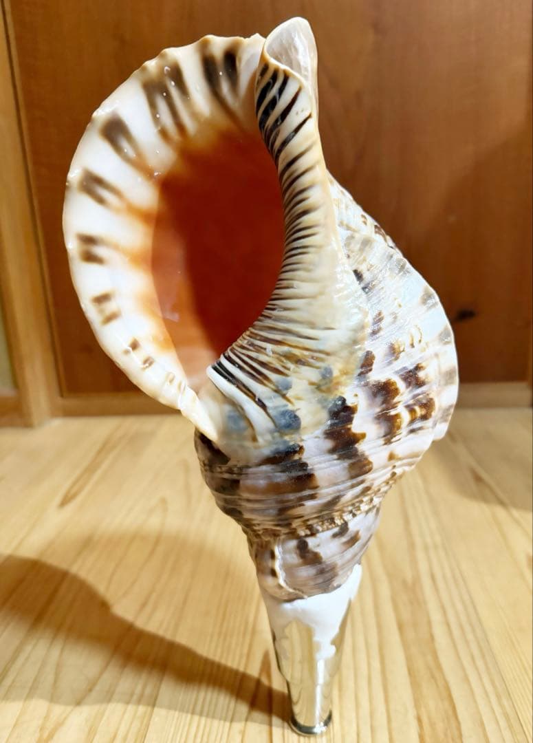 肉厚修験道法螺貝　山伏　密教　熊よけ　魔除け❣️ホラガイ　ほら貝