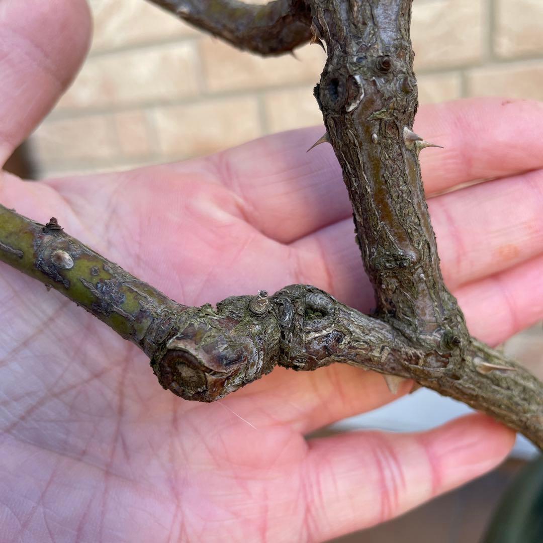 【ロアルドダール】　イングリッシュローズ　苗