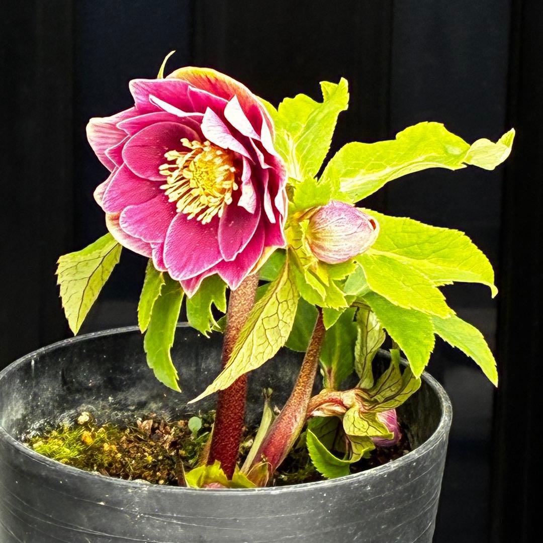 タ*ー様 3550☘️蕾花付き☘️⭐️ソレイユ⭐️紅ピンク⭐️広瀬園芸⭐️