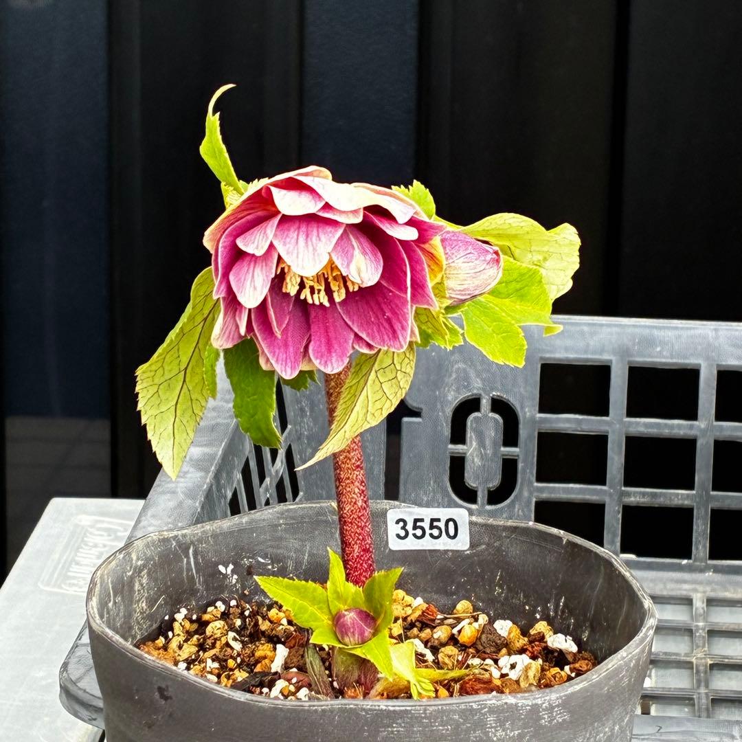 タ*ー様 3550☘️蕾花付き☘️⭐️ソレイユ⭐️紅ピンク⭐️広瀬園芸⭐️