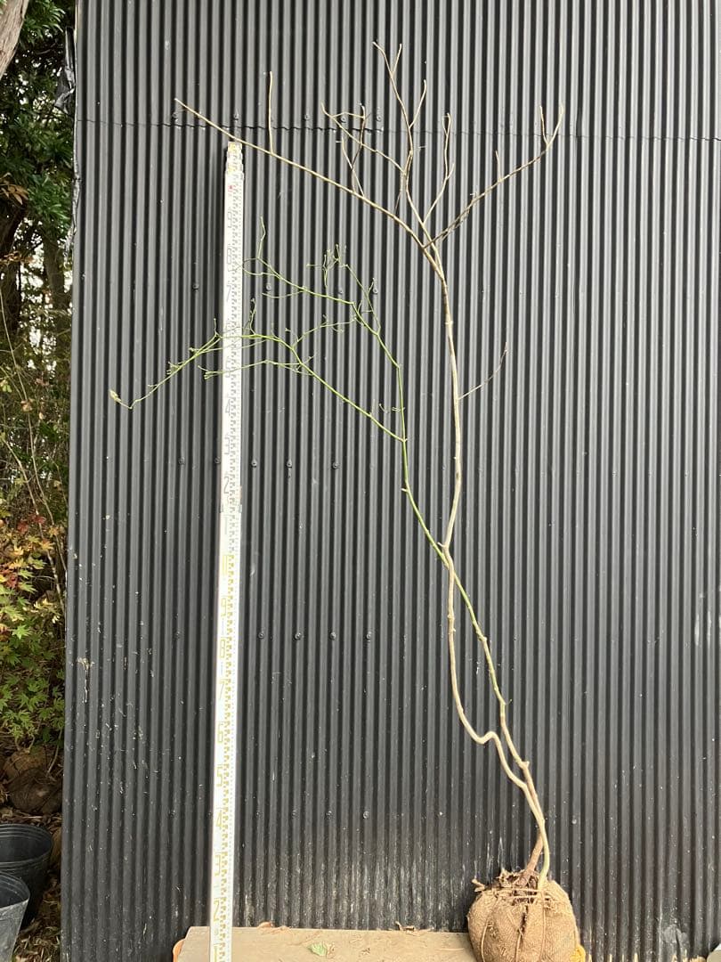 くまま 山採り　アオダモ　コハウチワカエデ　混合株