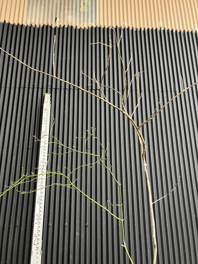 くまま 山採り　アオダモ　コハウチワカエデ　混合株