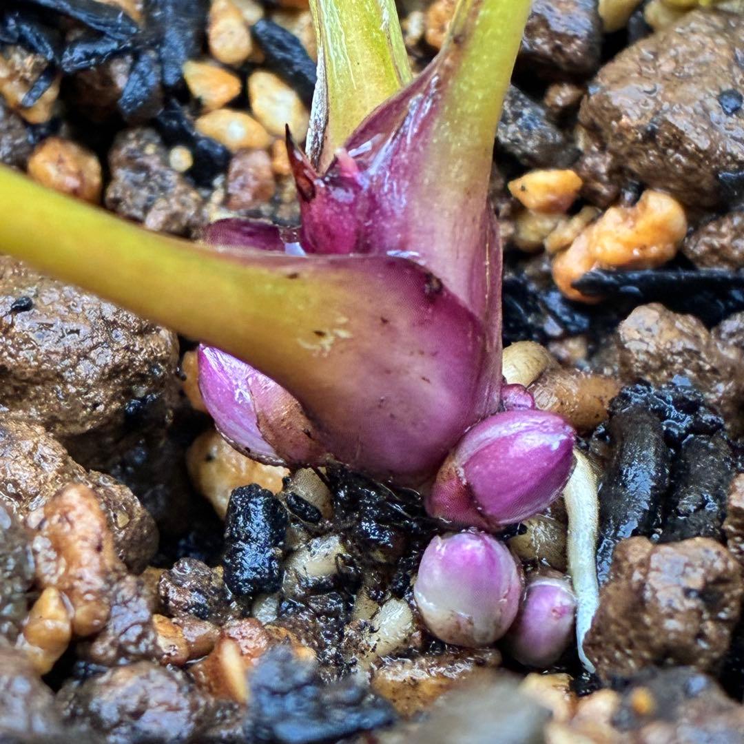 ˙*⋆様 3314⭐️超小輪⭐️フジタ⭐️オーレア⭐️ピコティーフラッシュ⭐️多