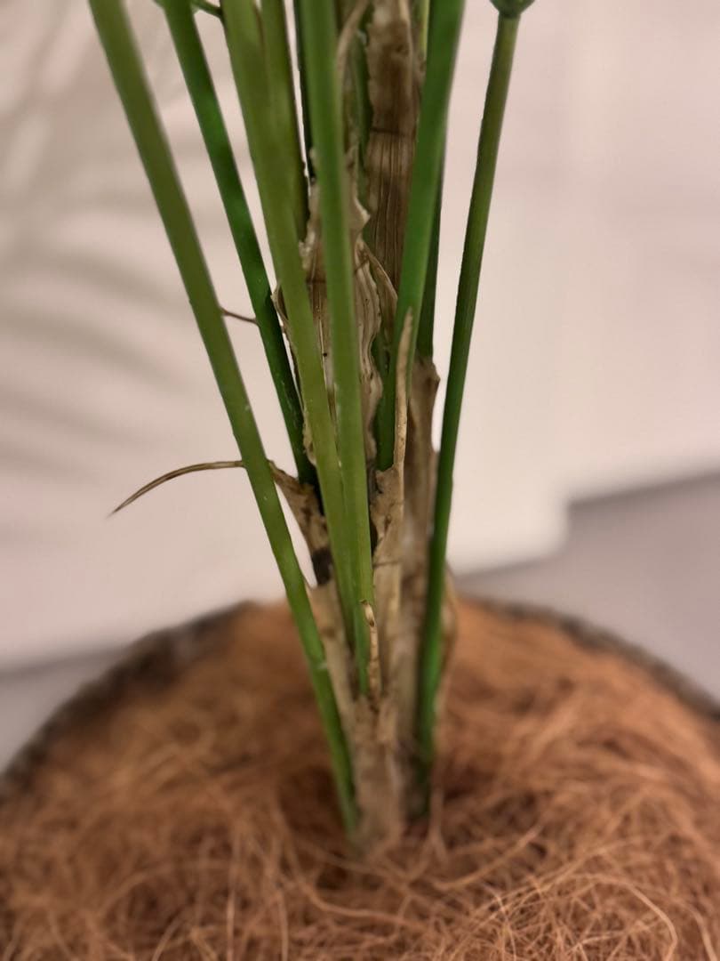 Prima フェイクグリーン 観葉植物 アレカヤシ