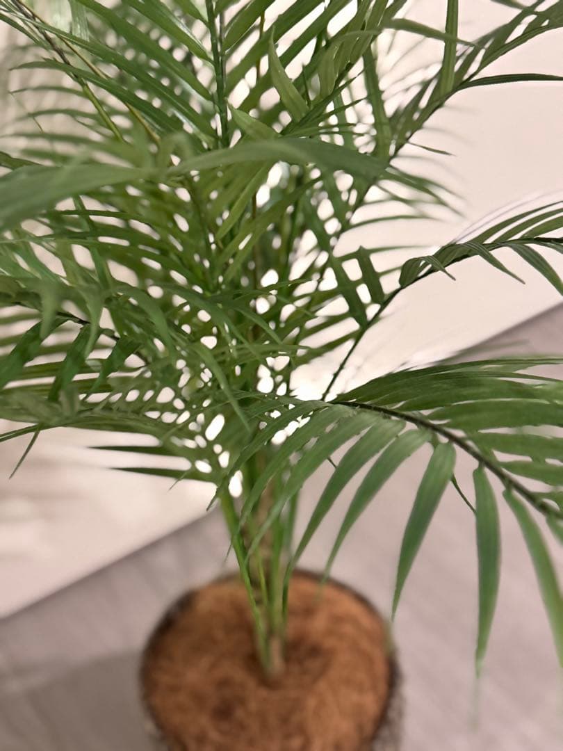 Prima フェイクグリーン 観葉植物 アレカヤシ