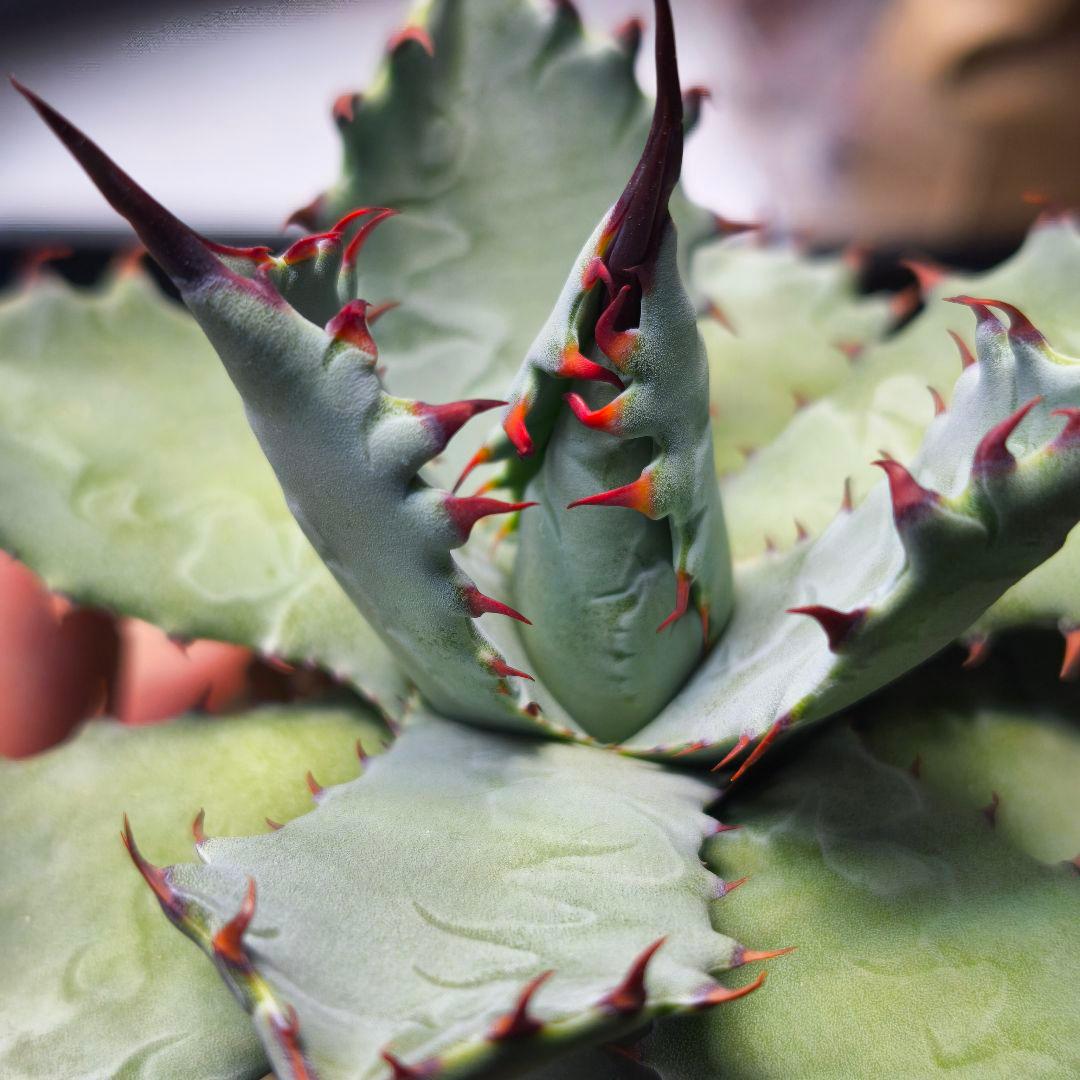 ク*ー様 ハイブリッドアガベ 楊貴妃×屈原の舞扇 直子3株セット