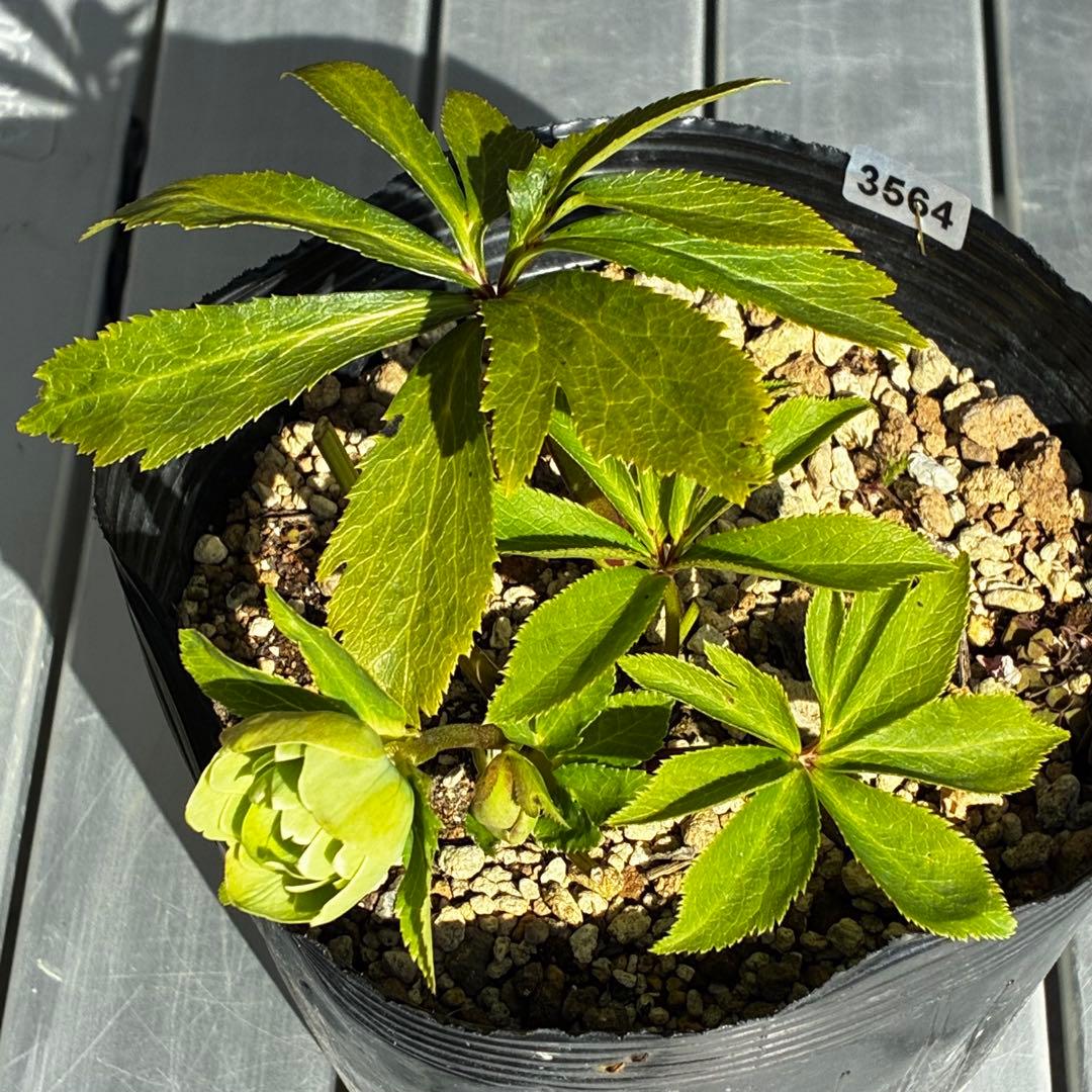 植*鑑様 3564☘️蕾花付き☘️⭐️超希少⭐️一茶⭐️コロコロ小輪⭐️キープカ