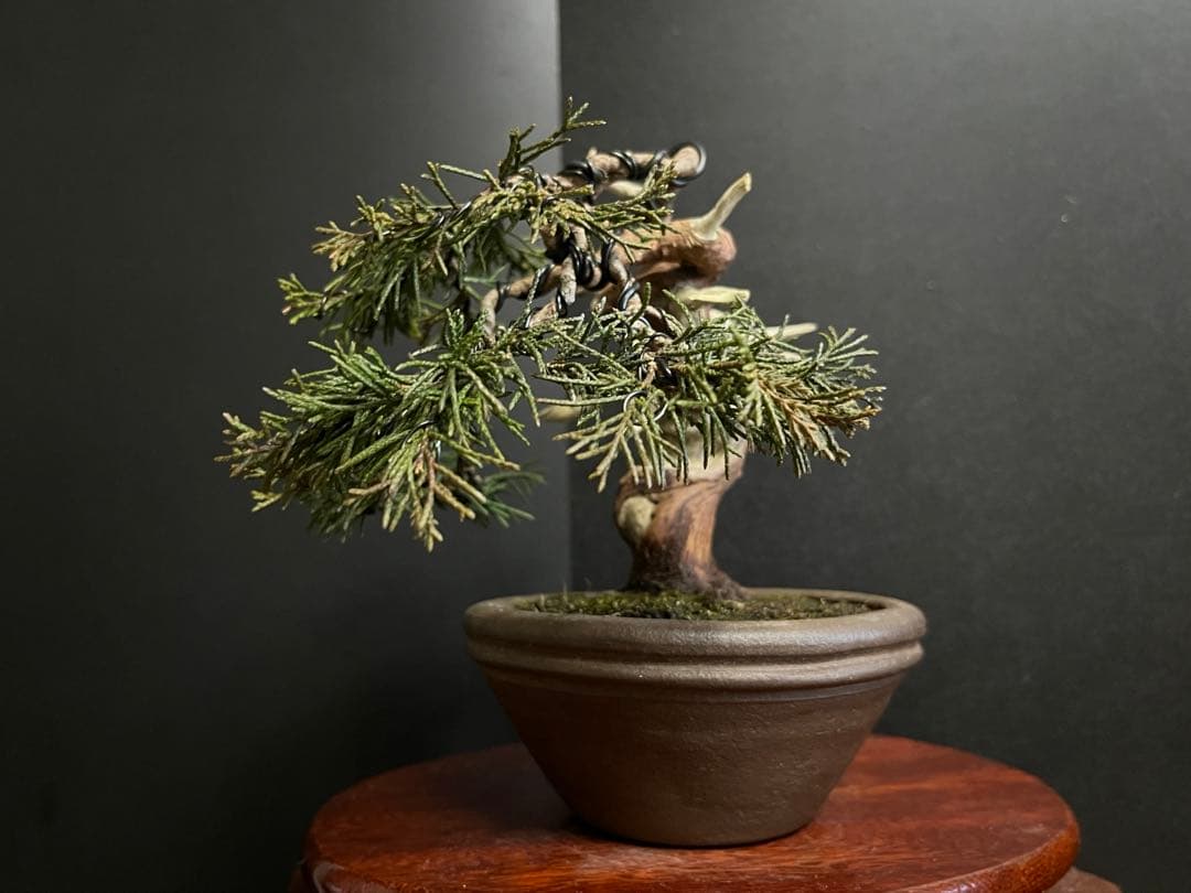 真柏盆栽　糸魚川真柏　古木　捻転シャリ　小品盆栽ミニ盆栽 樹高12cm 喜仙鉢
