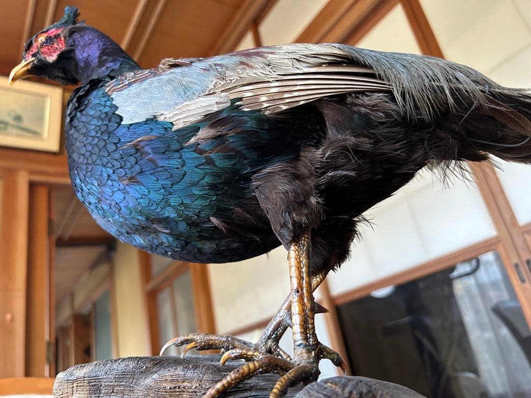 雉　キジの剥製　レトロ