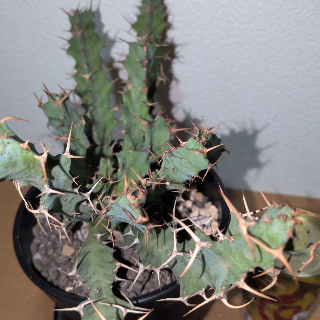 ユーフォルビア　クラビゲラ　大株 実生（鉢付き)