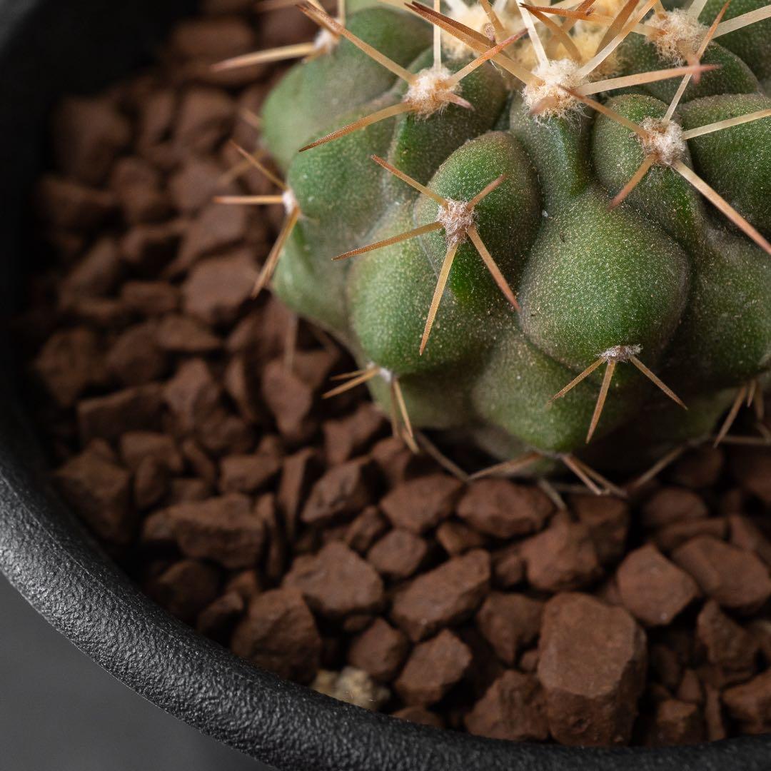 コルムナアルバ x 輸入球 （実生） コピアポア 孤竜丸 #227