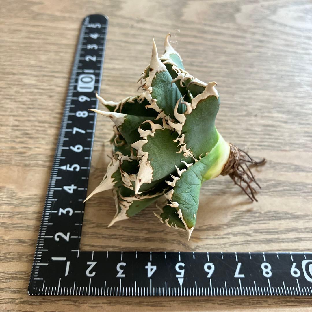 【初売り】58 匿名配送　特選　太棘　アガベ　チタノタ　白豪刺TC ②