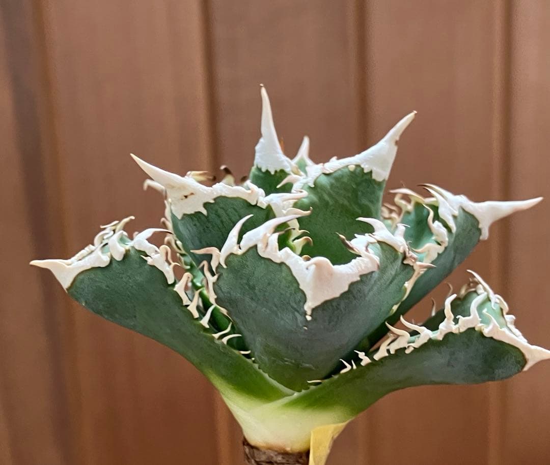 【初売り】58 匿名配送　特選　太棘　アガベ　チタノタ　白豪刺TC ②