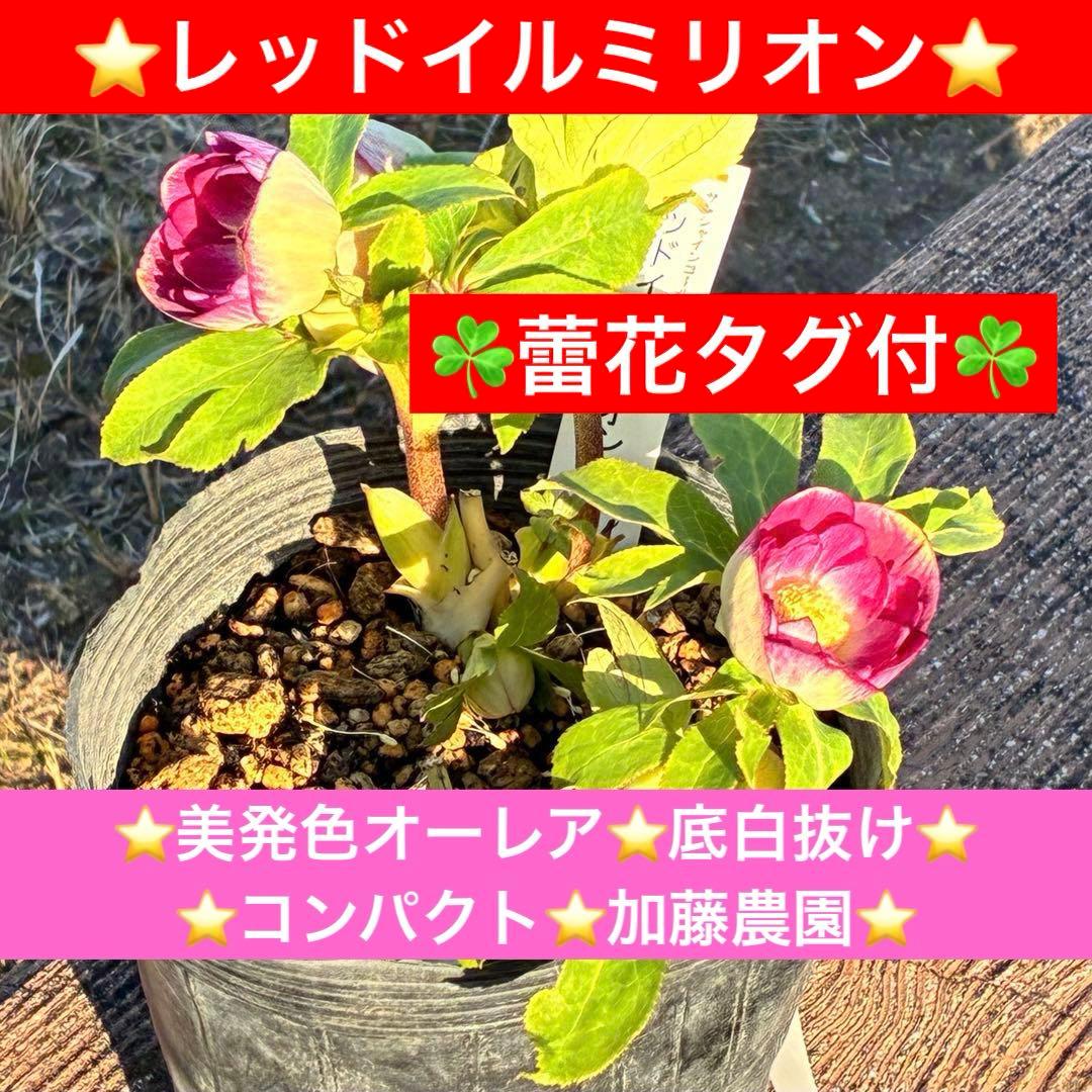 あ*号様 3568☘️蕾花タグ付☘️⭐️レッドイルミリオン⭐️美発色オーレア⭐️