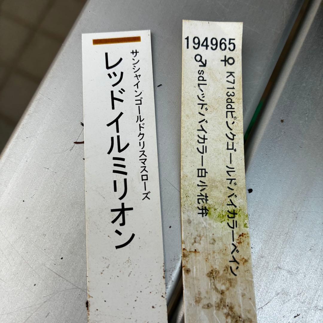 あ*号様 3568☘️蕾花タグ付☘️⭐️レッドイルミリオン⭐️美発色オーレア⭐️