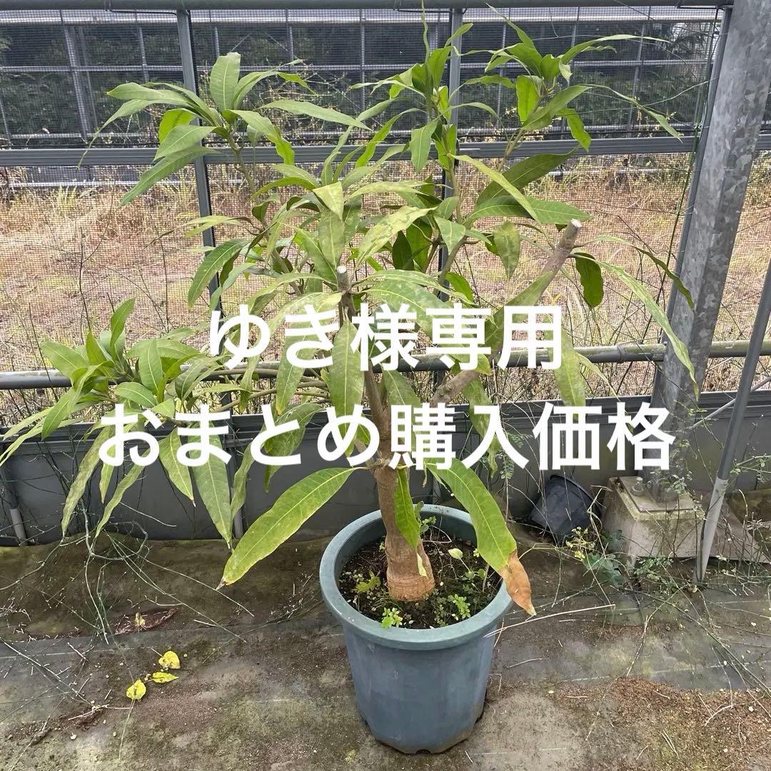 マンゴー苗　マハチャノック　12号特大