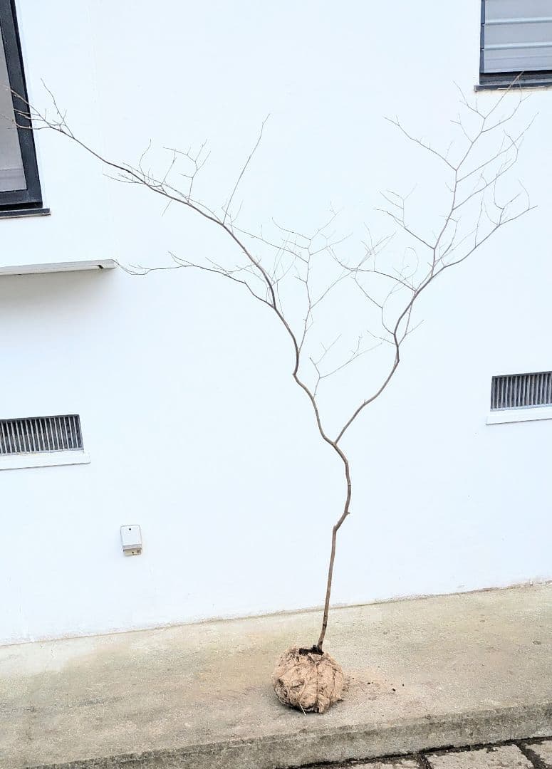 新春特価。山採りシロモジ。