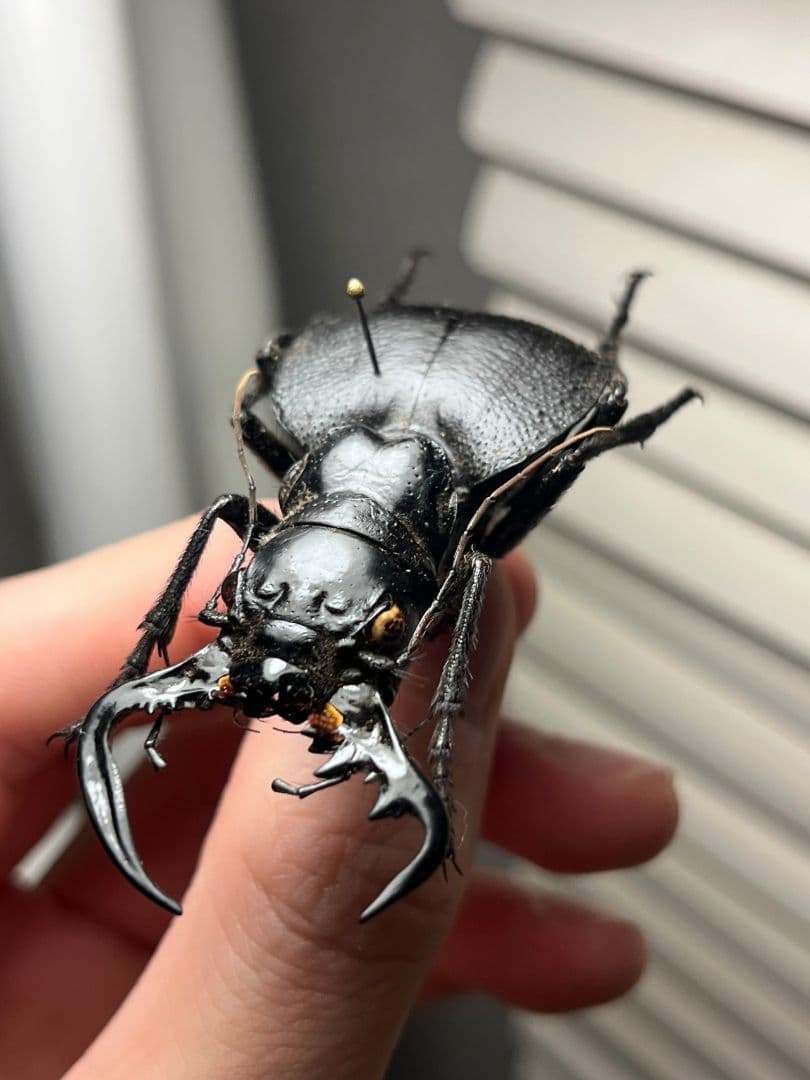 まとめ　【125mm♂】ハイエシオオウスバカミキリ オオウスバカミキリ標本など