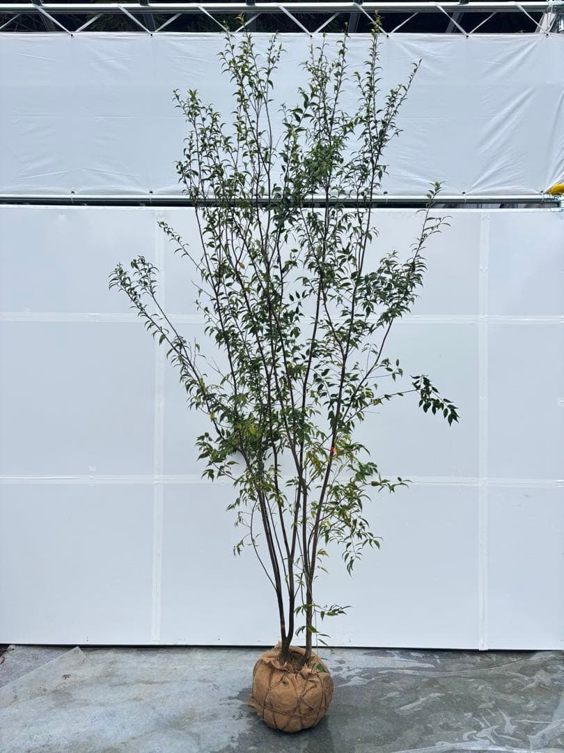 超特大サイズ 細く美しく繊細な樹形 ハイノキ 株立 715 樹高2.7m位