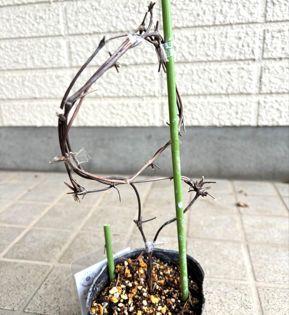 クレマチス　苗　マクロペタラウェッセルトン　アトラゲネ系　宿根草