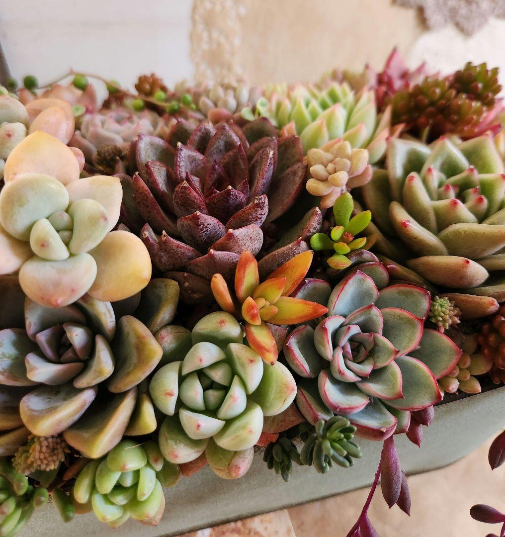 多肉植物寄せ植え　そのまま飾れる　大きなブリキ☆*